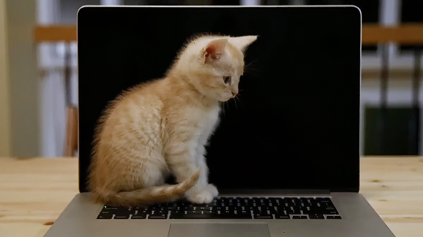Video of cat sitting on laptop keyboard, used in eQuest promotional campaign highlighting ease of job posting.